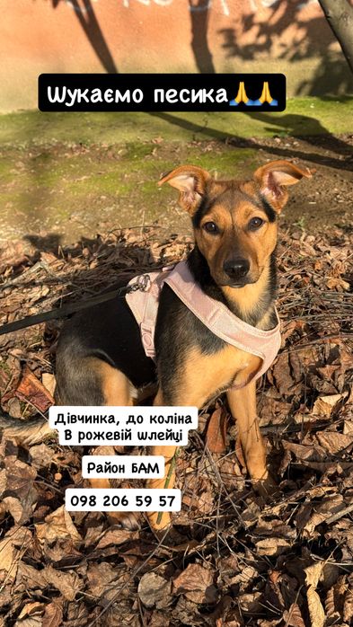 Пропала собака Ужгород