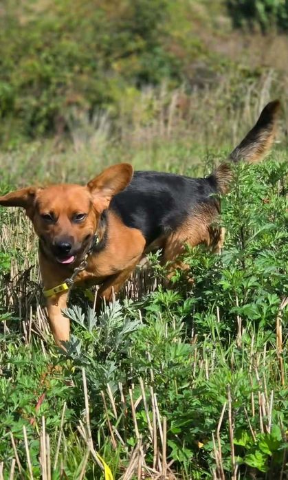 Fajny, młody, wesoły Figo poleca się do adopcji.