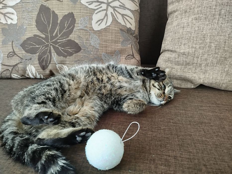 Кошеня безкоштовно