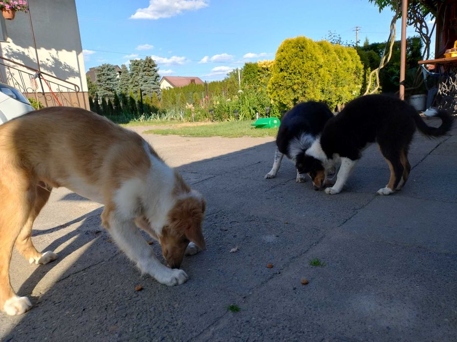 Szczeniak szkocki collie