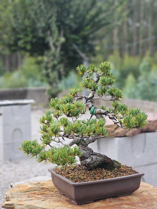 Bonsai pinus pentaphylla
