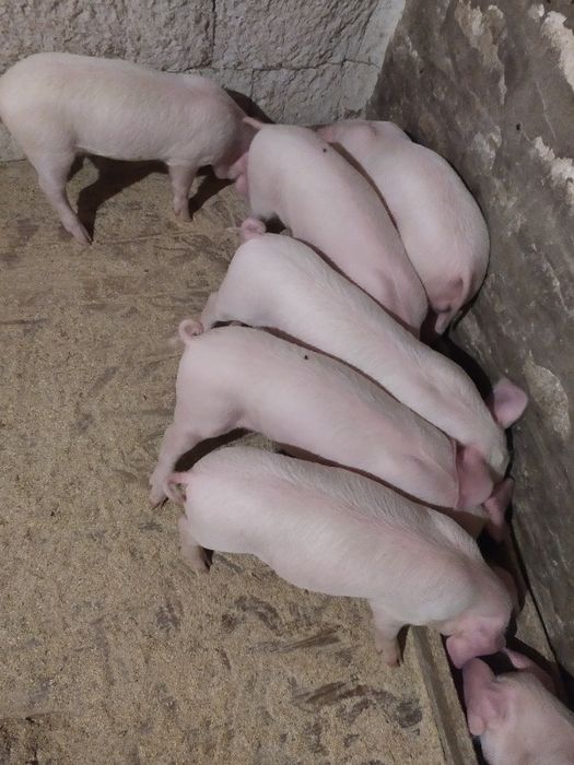 Продам поросята м'ясо сальної породи