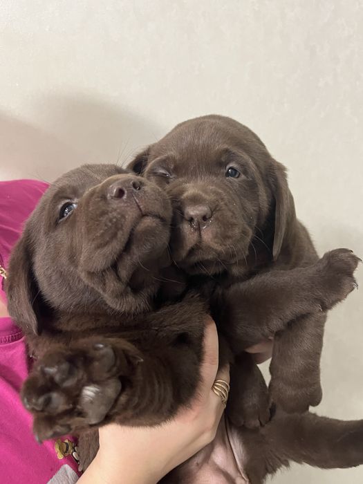 Щенок Лабродора . Шоколадка.