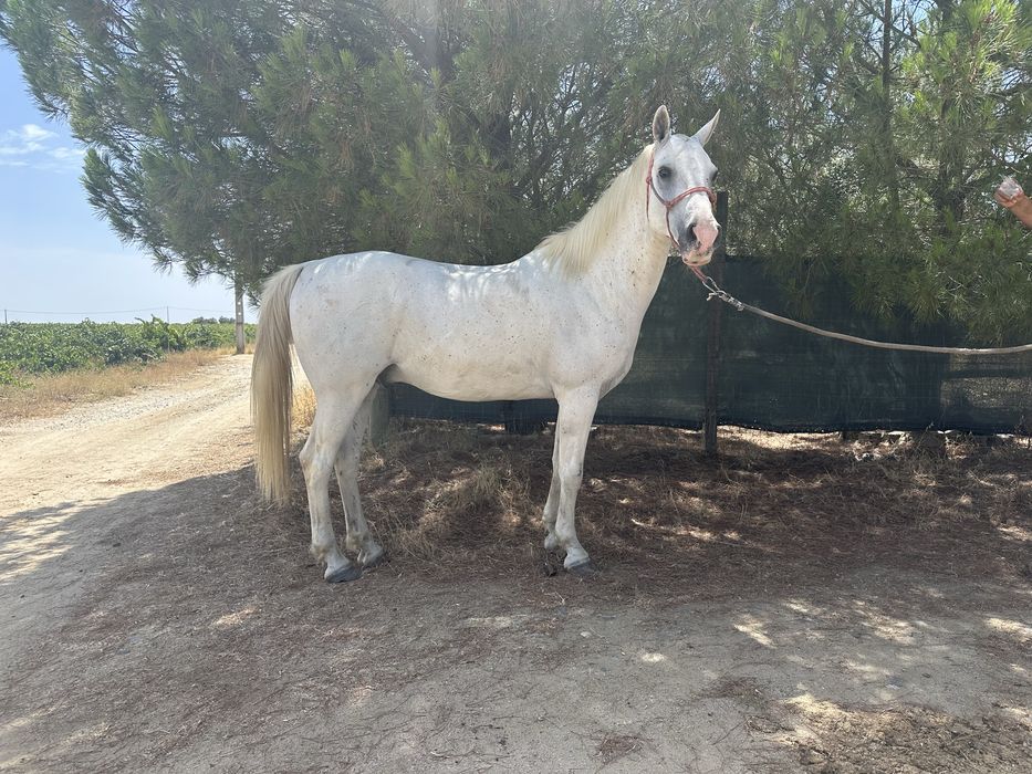Cavalo de confiança