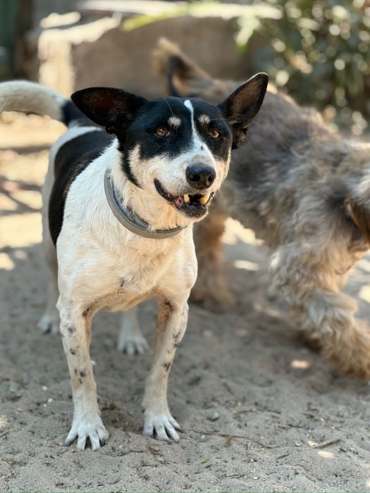 Cadela para adocao (pipoca)