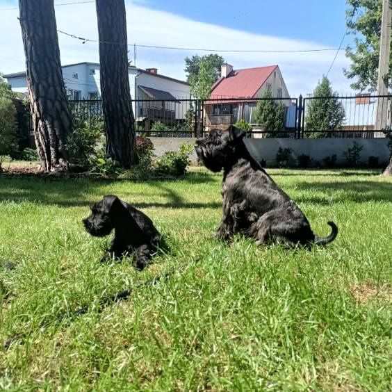 Sznaucer miniaturowy