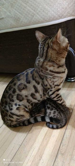 Бенгальская кошечка продается