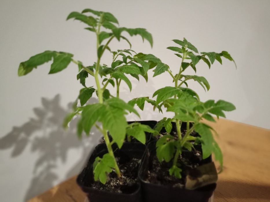 Mix colourful varietes - sadzonka pomidora