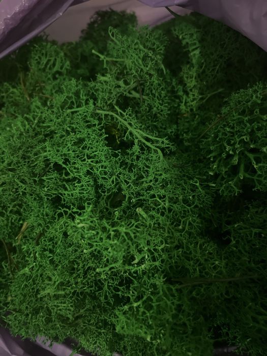 Odpady mech chrobotek 1 kg