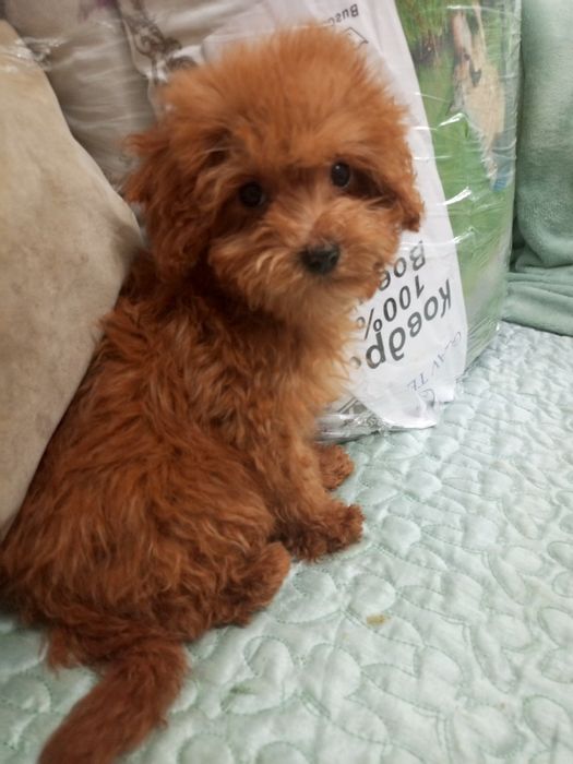 Правдивий міні- тікапістий Мальтіпу f2