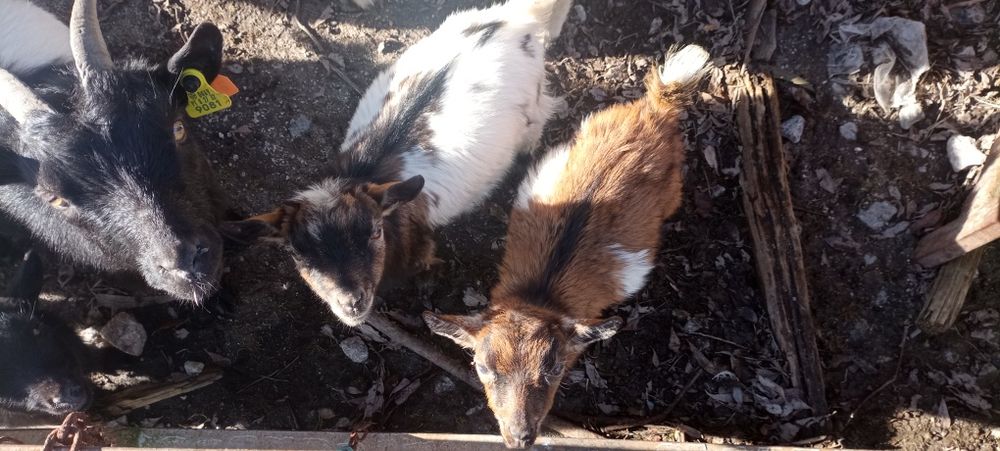 Cabras anãs minis 2.5 a 3 meses