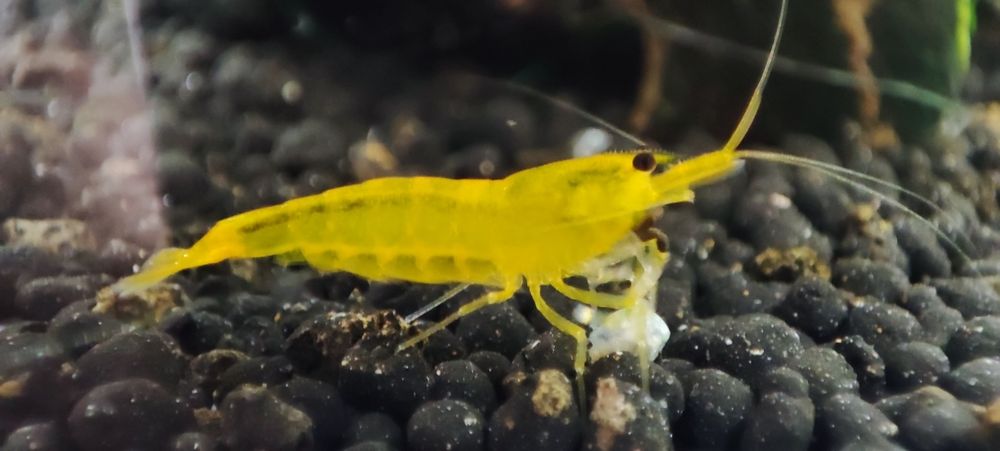 Krewetki Yellow King Kong caridina