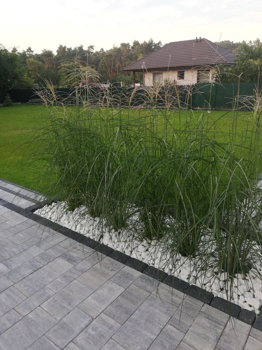 Trawa Miskant chiński NIPPON