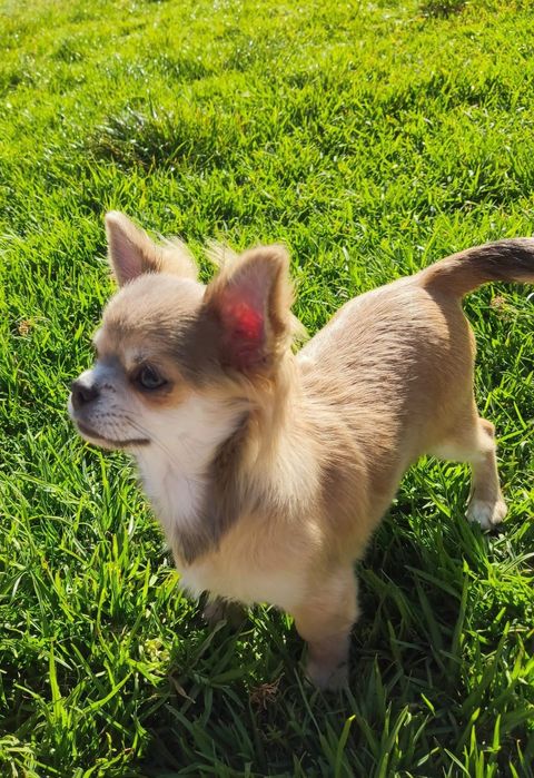 Chihuahua macho pêlo comprido