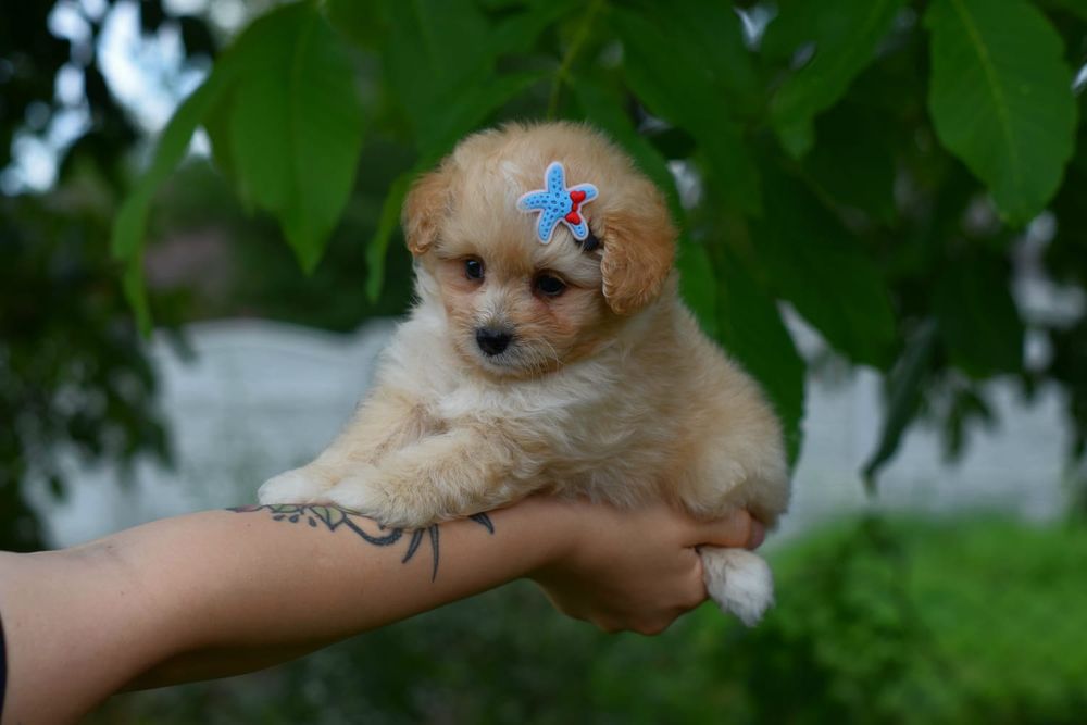 Мальтіпу цуценятко, пухнастик малятко