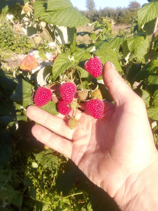 Продам саджанці малини полана