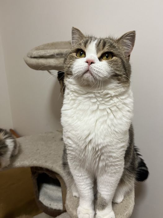 Fêmea Haighland straight/