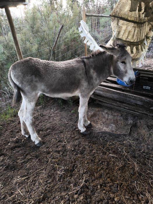 Burro com 4 anos