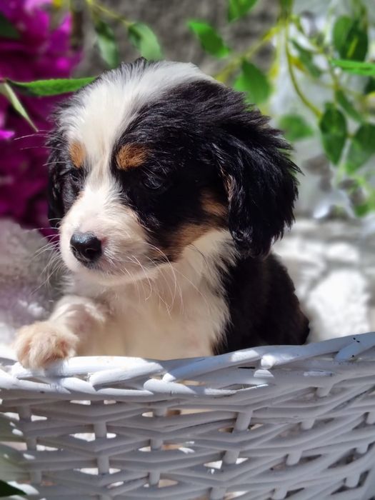 * * * Suczka * * * Cavapoo King Charles Spaniel  Pudel