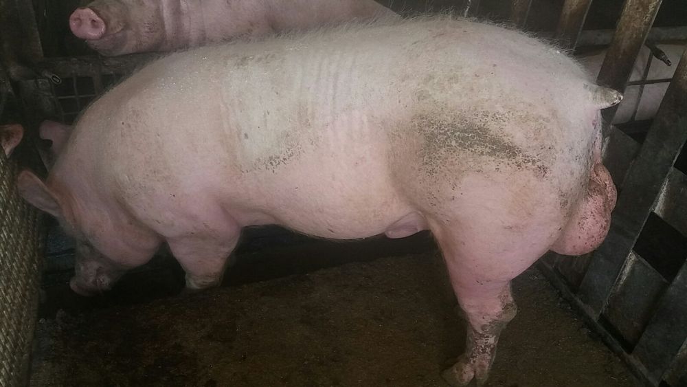 хрячков на племя Кантор  Пьетрен беркшир большой выбор