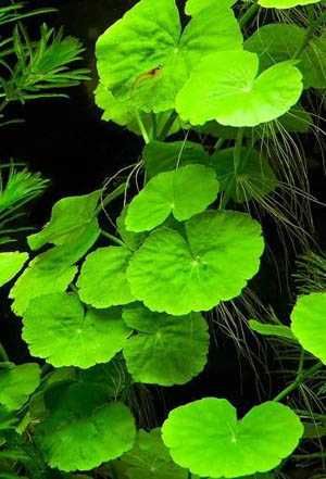 Hydrocotyle wąkrotka