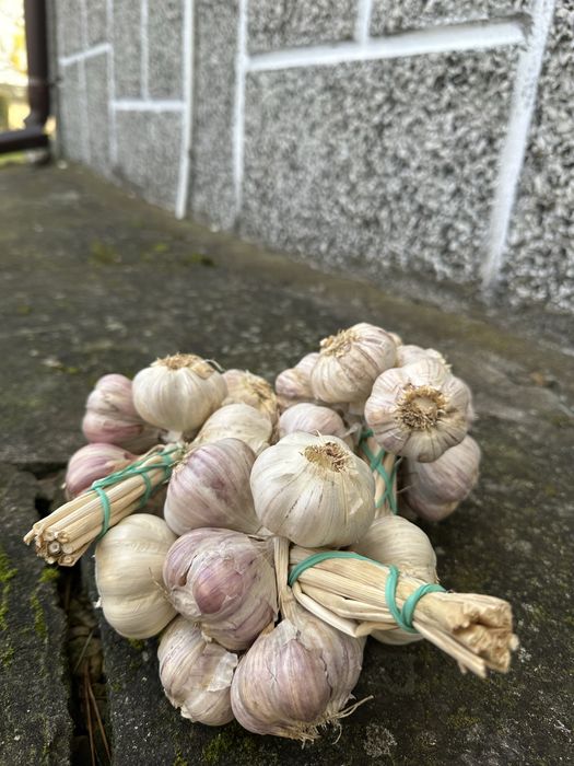 CZOSNEK wiązka 10szt