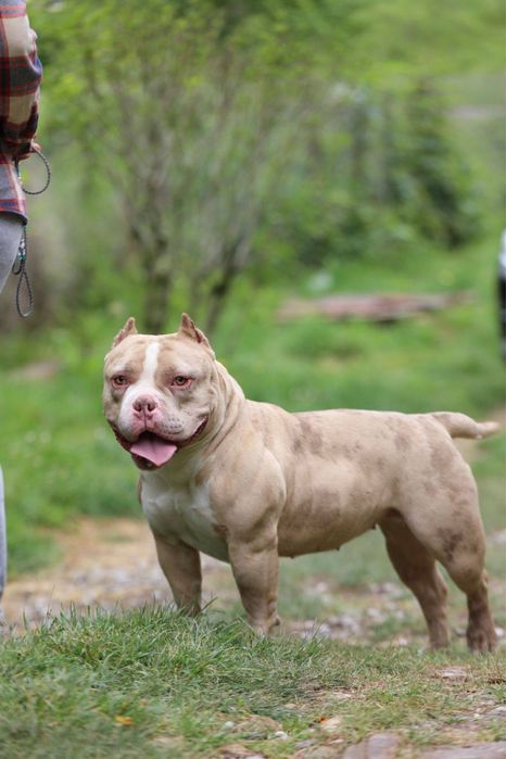 Прилаштовується красуня Буллі в типі Покет ! СТЕРИЛІЗОВАНА