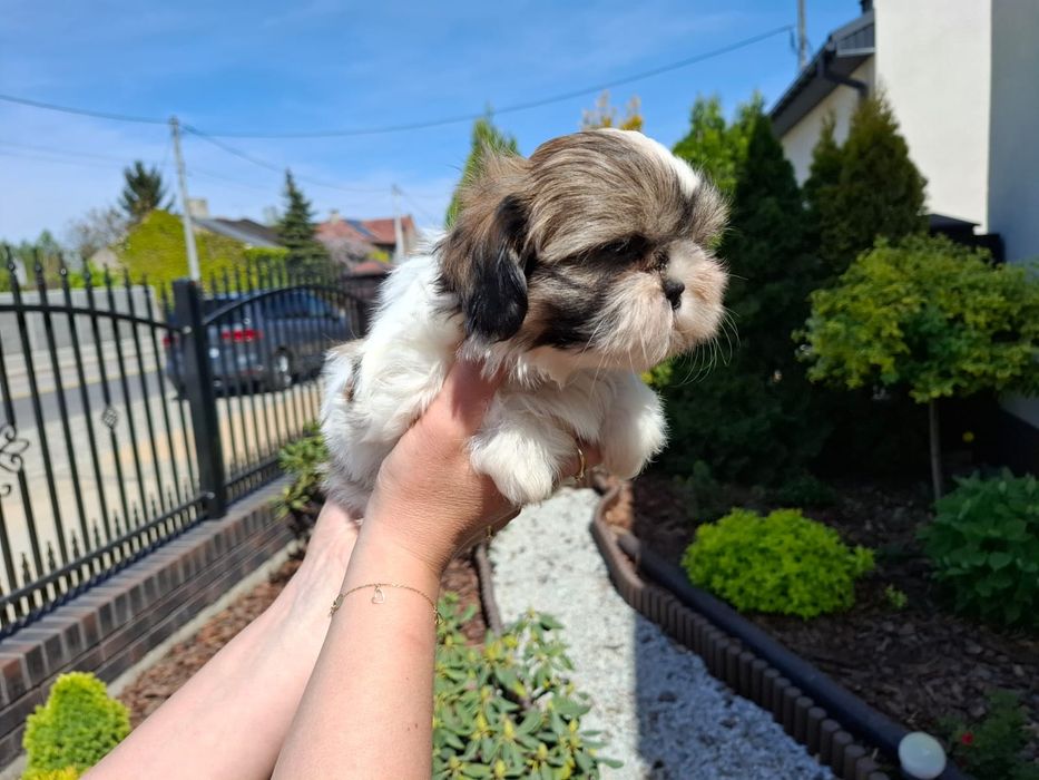 Shihtzu Shih TZU