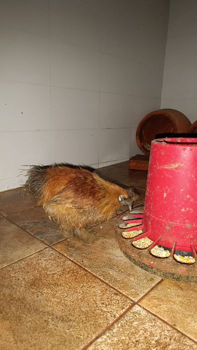 Vendo/Troco - Galo Sedosa do Japão