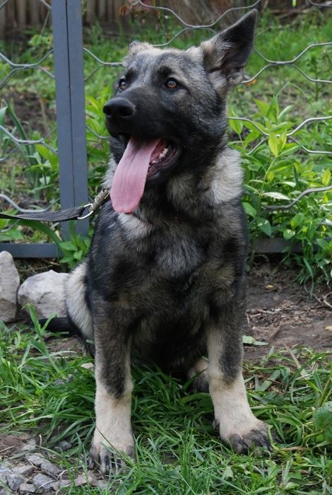 Питомник"DOLINA GREZ" предлагает щенков восточно-европейской овчарки