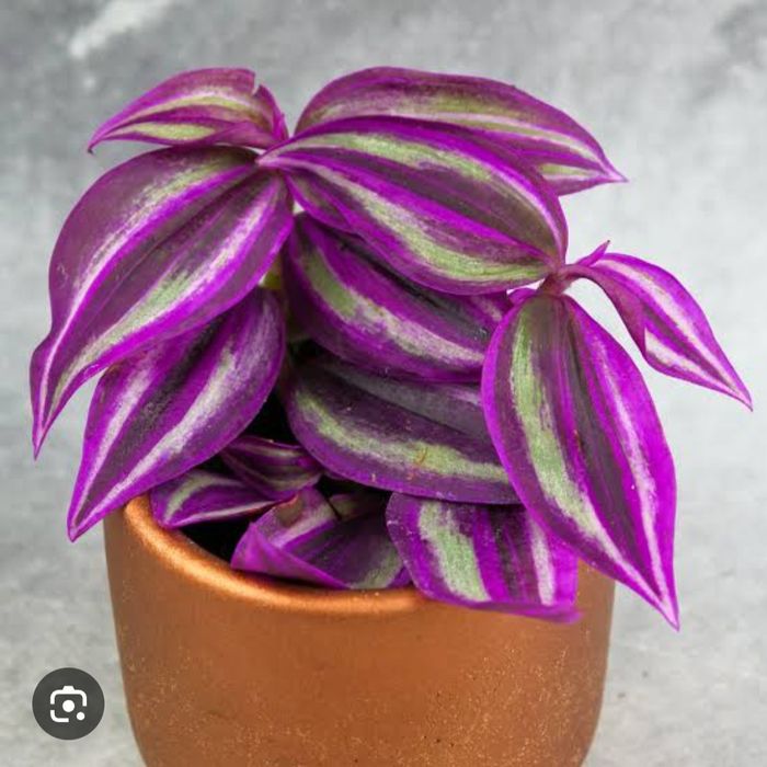 Trzykrotka Magiczna Roślina Obfitości, Ochrony i Harmonii