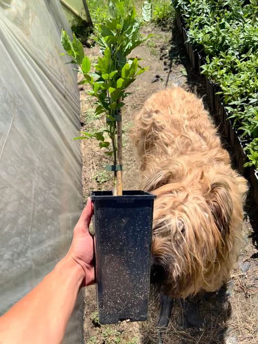 Glicynia kwiecista 'Ludwik Lawin' (Wisteria floribunda) Ludwig 2L