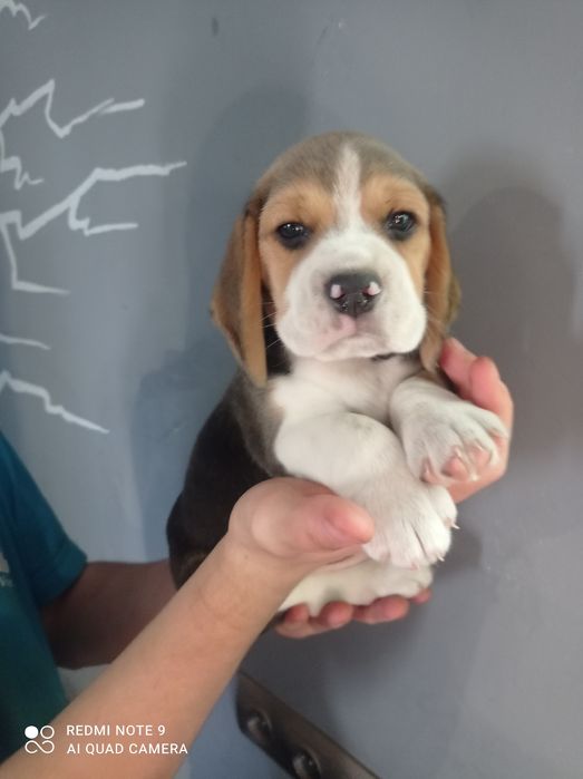 Біглята шукають родину