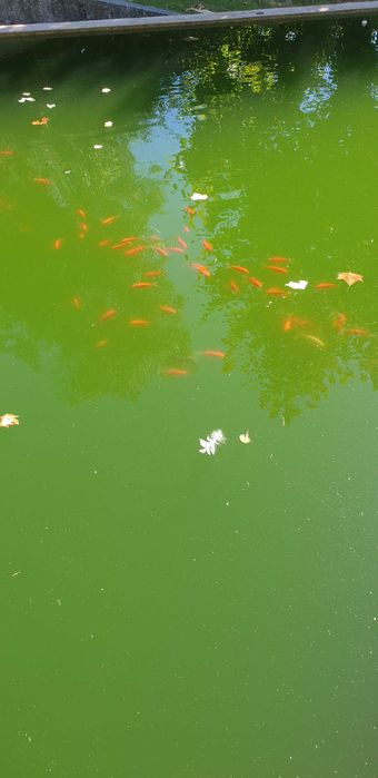 Vendo peixes  (AQUÁRIO/LAGO )