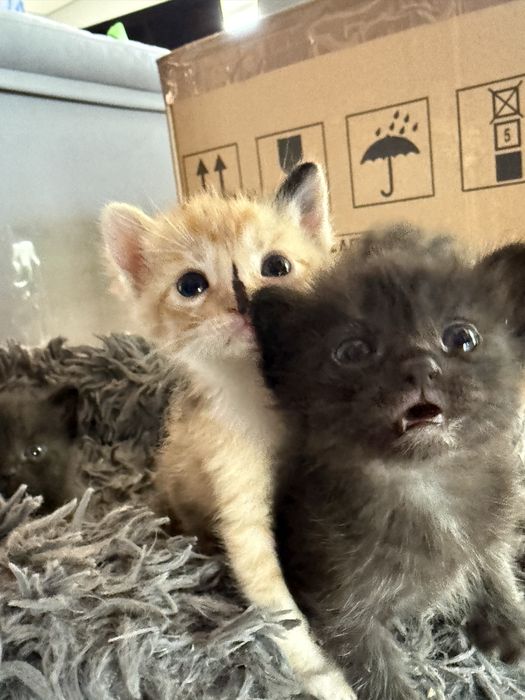 Adoção gatinhos bebés