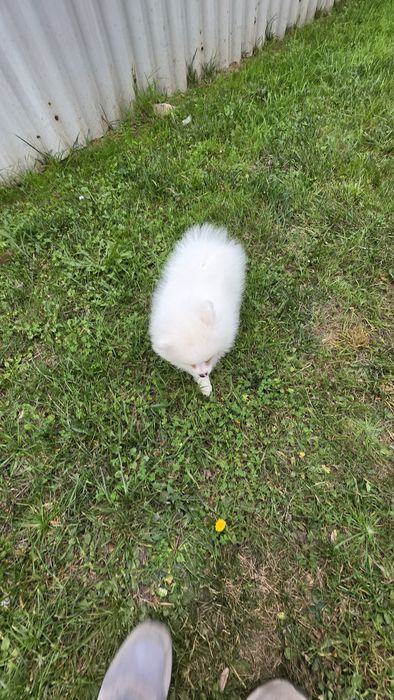 Spitz alemão branca fêmea