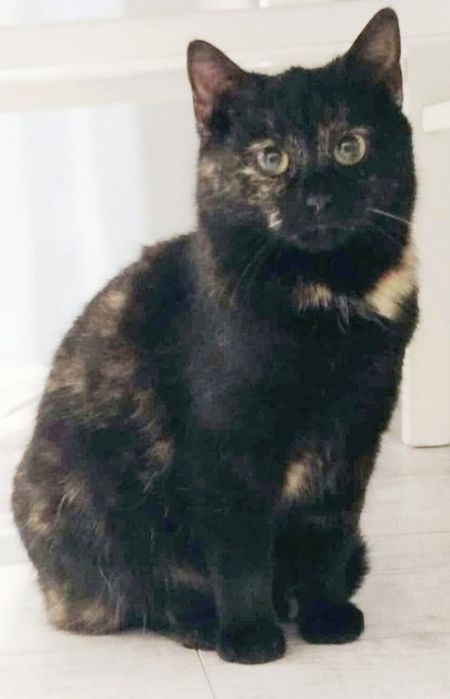 Mokka... szylkretowa piękność szuka domu ...