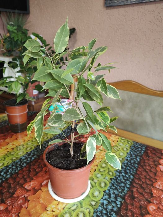 фікус кінкі-бенджаміна, висота від 40см до 60см