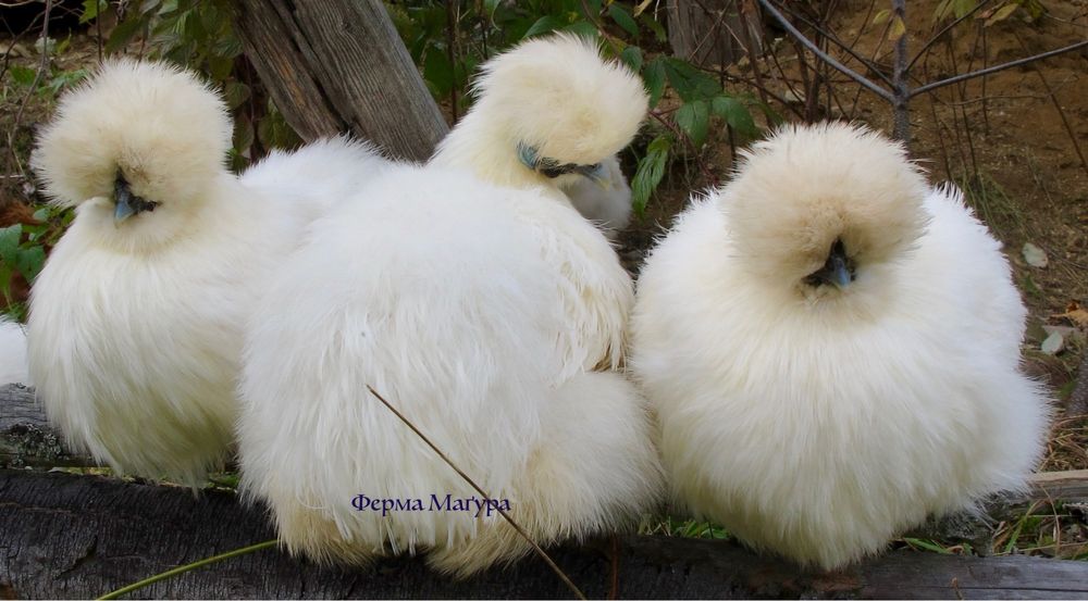 Інкубаційні яйця шовкових китайських пухових курей