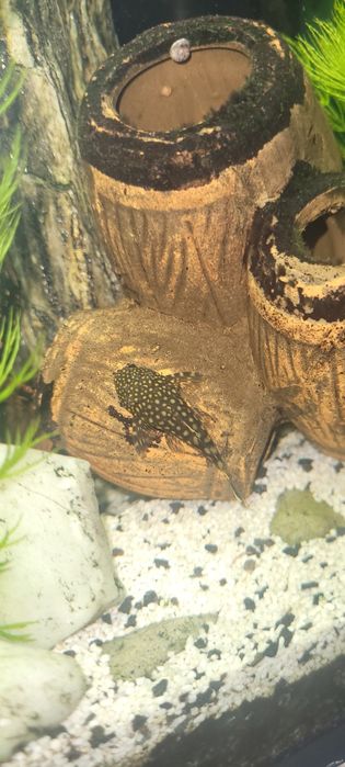 Młode glonojady sprzedam