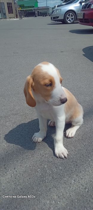 Щенки бигль девочка и мальчики