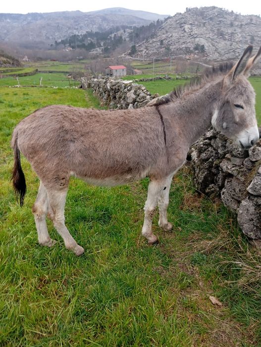 Burra 4 anos  já trabalha
