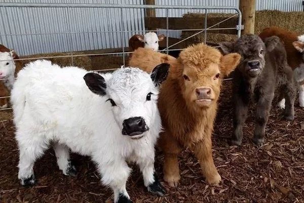 Шотландська корова