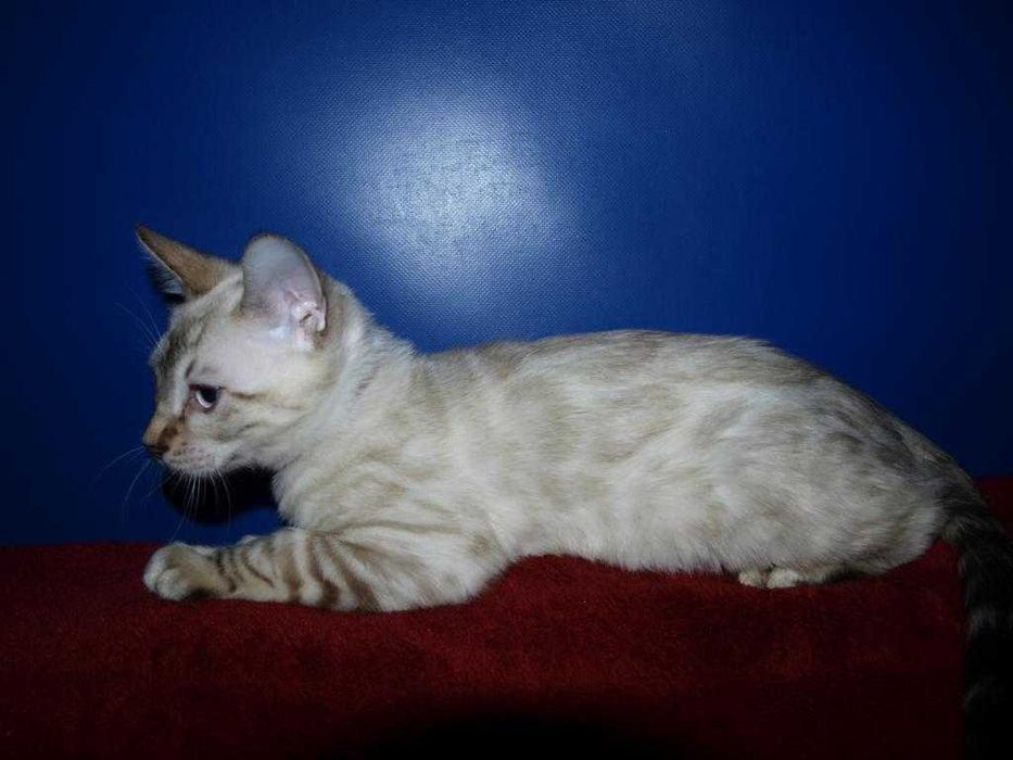 Распродажа. Девочка голубоглазая. Документы.