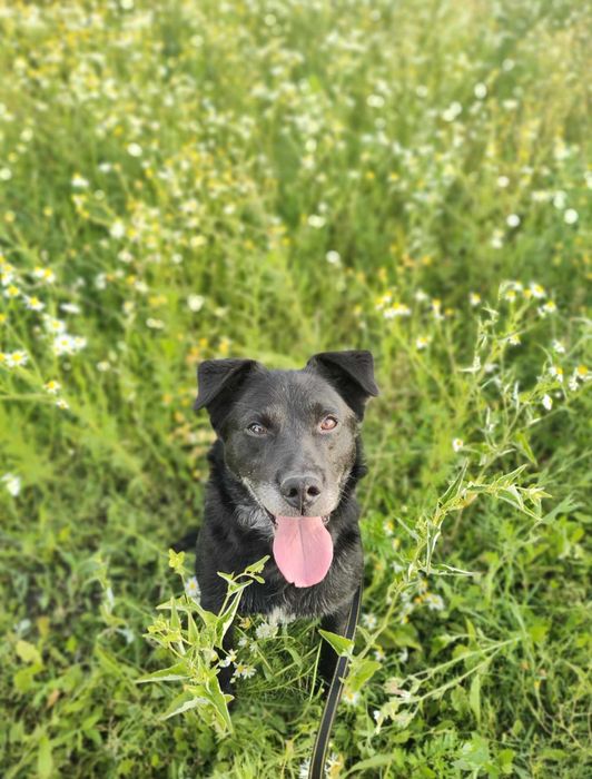 Psiak Czarny szuka domu