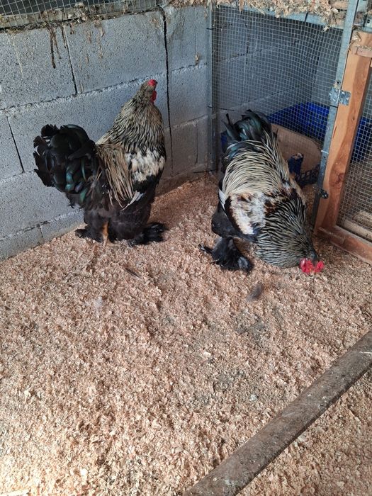 Brahma disponiveis
