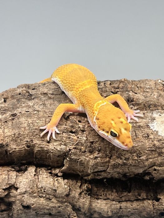 Gekon lamparci gekony lamparcie