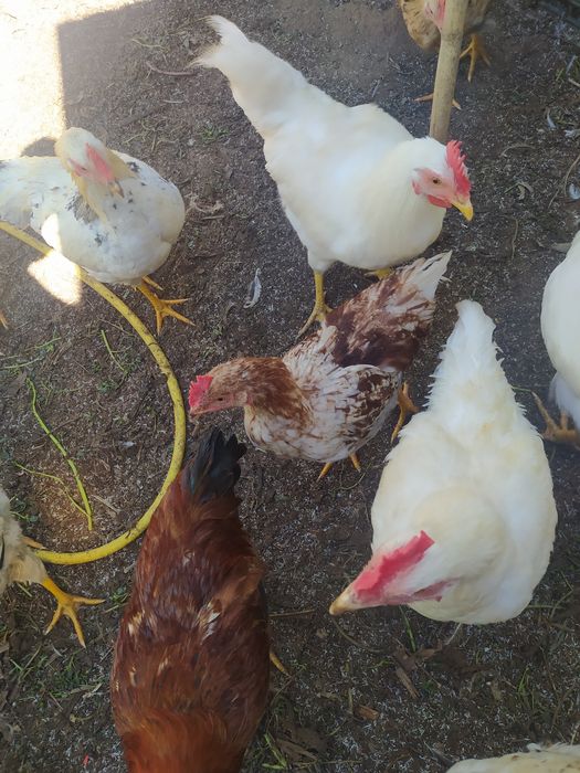 Frangos  do campo caseiros ar livre
