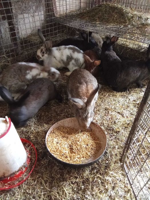 Króliki samce samice podrostki