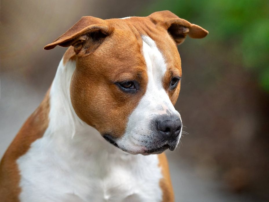 Wyjątkowy samiec GOTOWY DO ZMIANY DOMU American Staffordshire Terrier